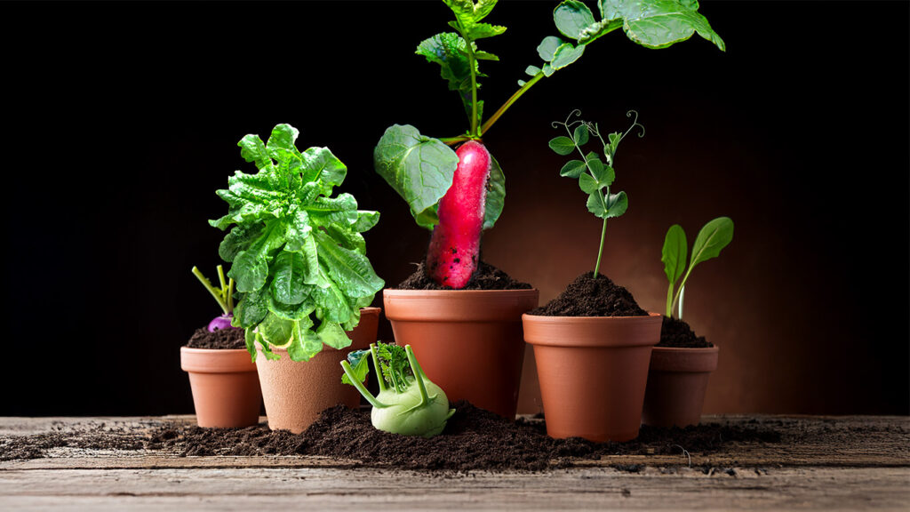 soil-mix for plants