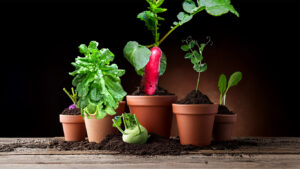 soil-mix for plants
